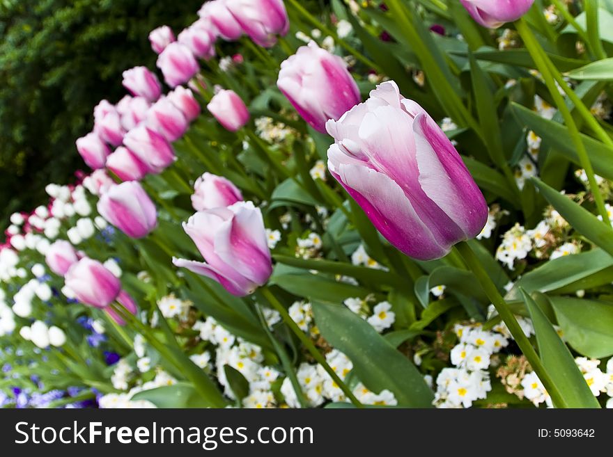 Lots of pink tulips with some daisies at background