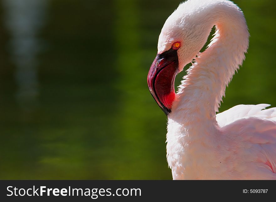 Close up of a Bright flamingo