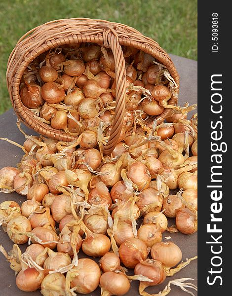 Onions in basket