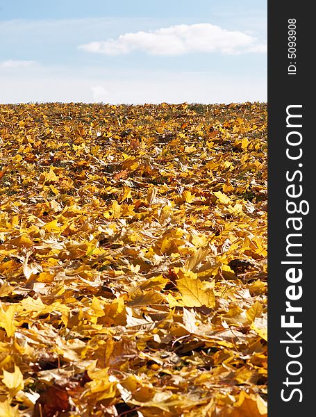 Yellow leaves under the blue sky. Yellow leaves under the blue sky