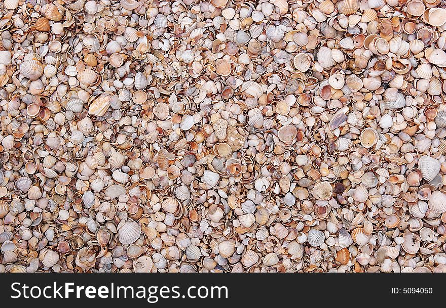 Abstract little atlantic seashells background. Abstract little atlantic seashells background