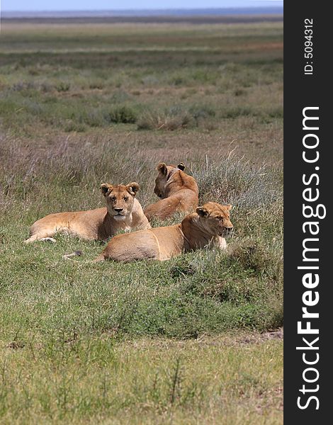 Group of female lions on the serengeti plains. Group of female lions on the serengeti plains