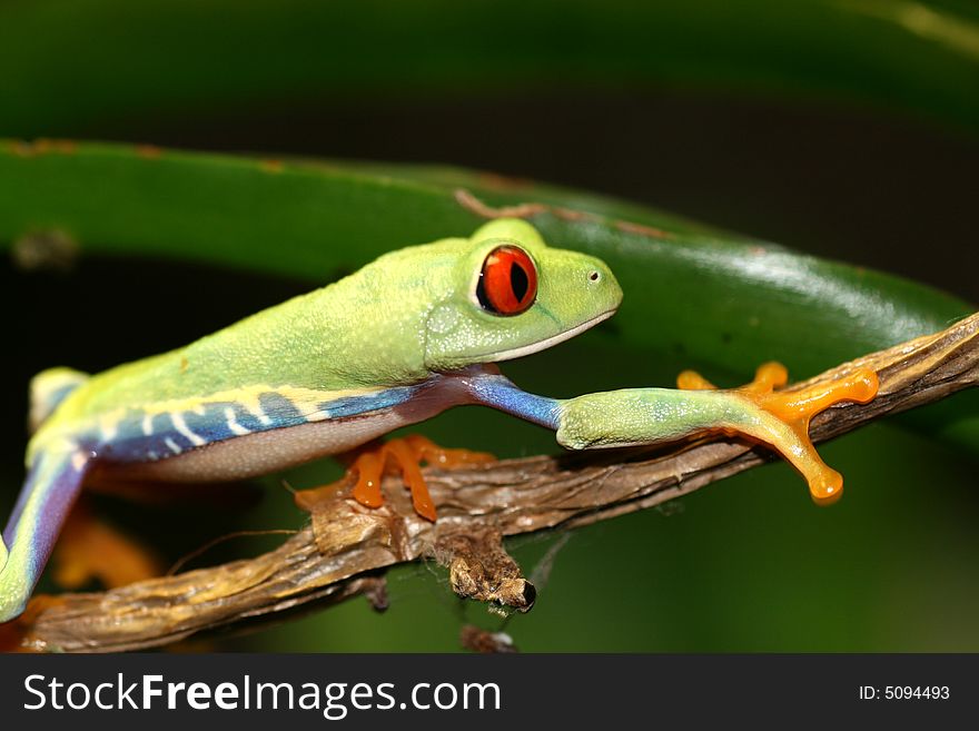 Red eyed tree frog