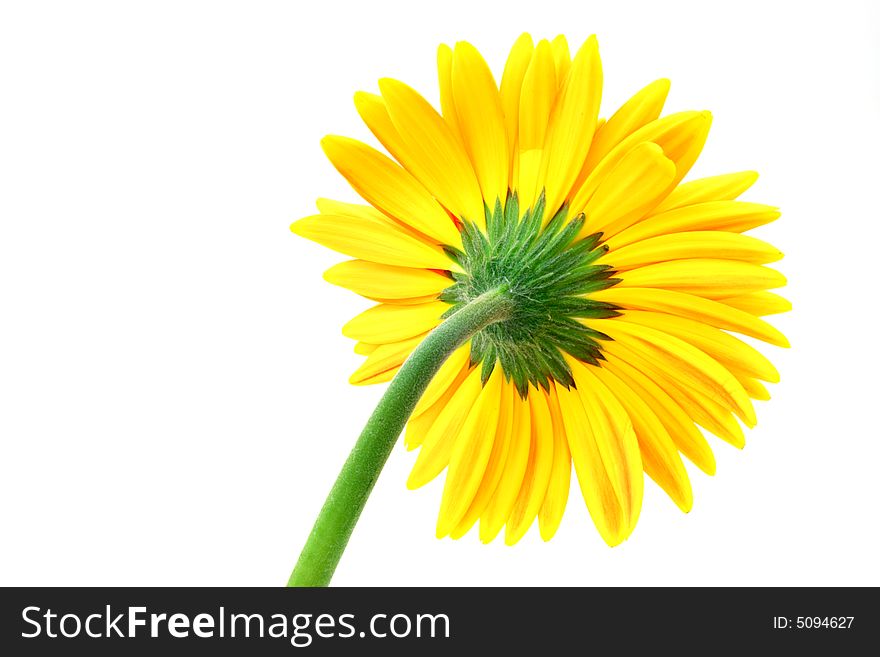 Close up on the back of a yellow gerbera flower on white