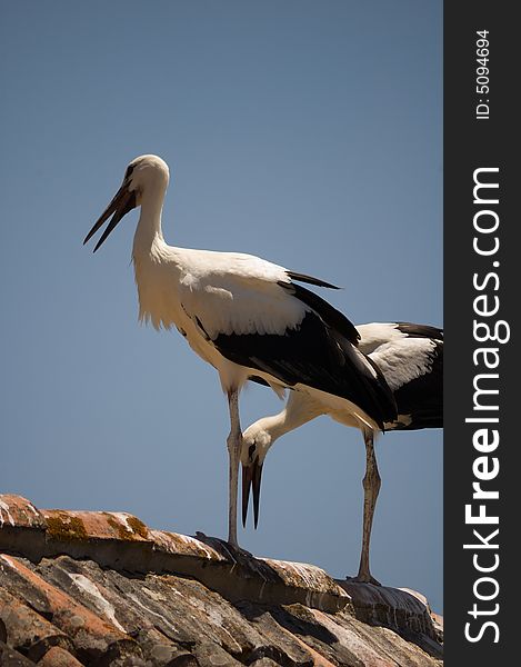 Two storks on a tradicional rooftop with clear blue sky as background