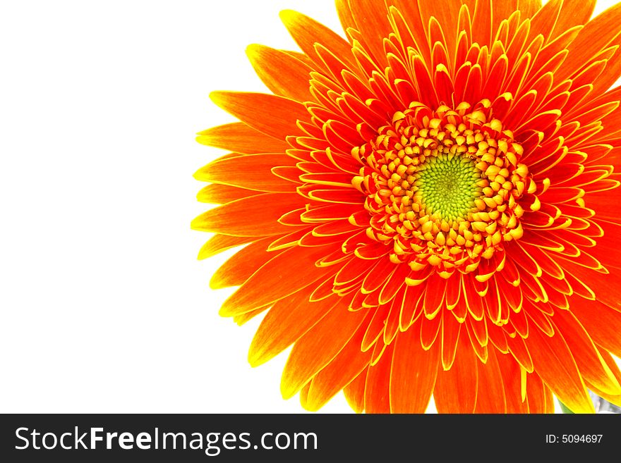 Close up on an orange gerbera flower on white