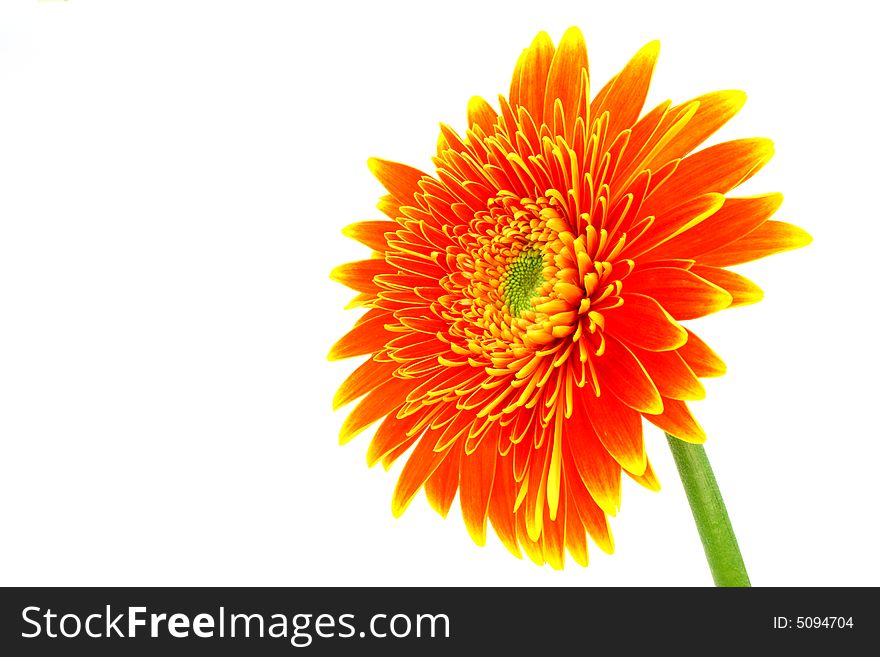 Close up on an orange gerbera flower on white