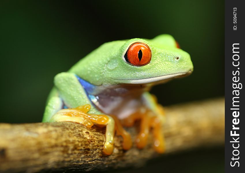 Image of a red eyed tree frog-agalychnis callidryas