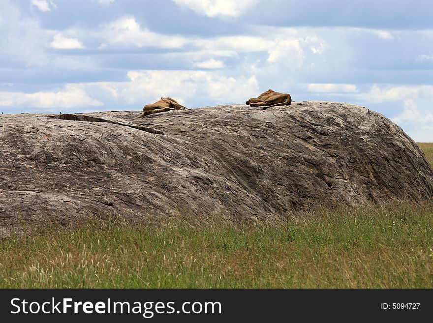 Two male lions on kopje in Serengeti national park Tanzania