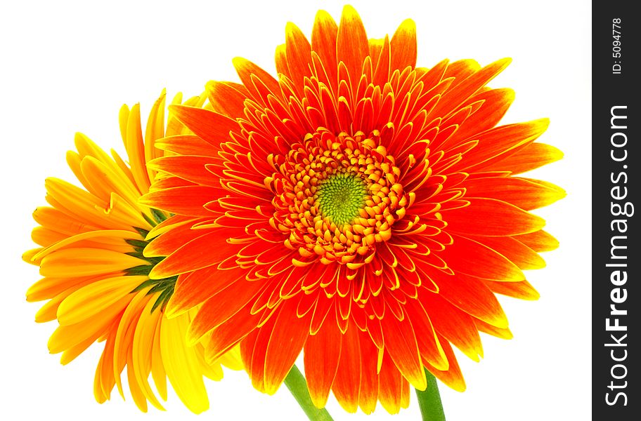 Pair of two orange gerbera flowers on white