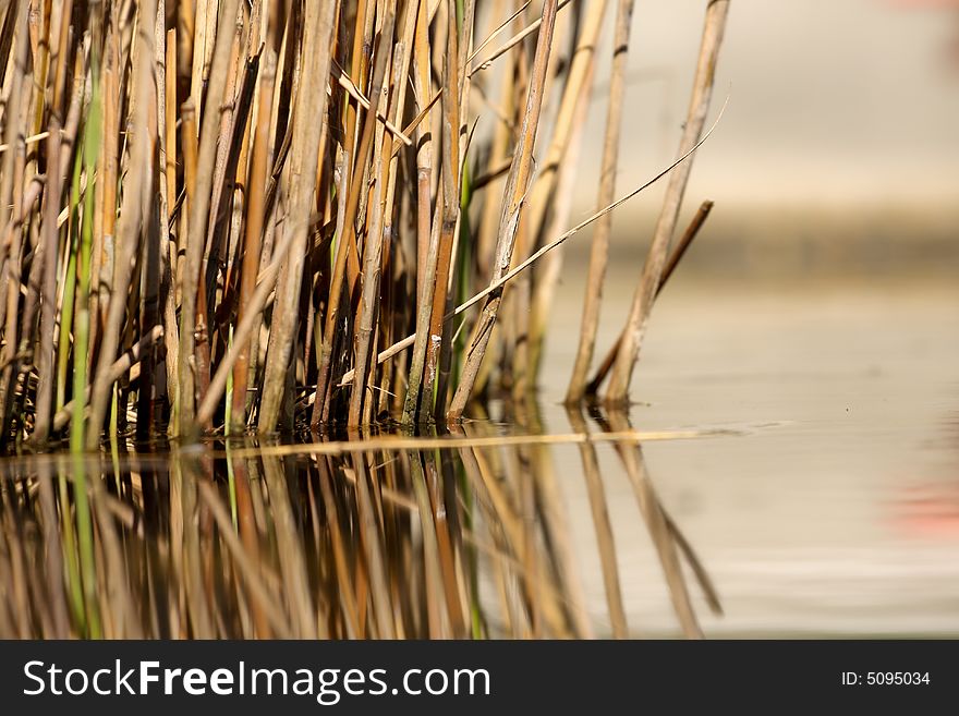 Reed in water with a nice sun on the background