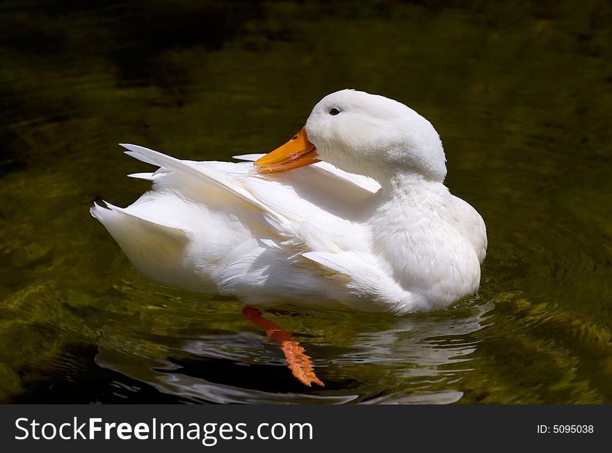 Image shows a young white duckling doing some work on its feathers with its beak