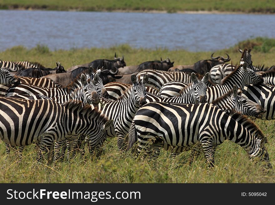 Zebra and wildebeest during migration in serengeti Tanzania