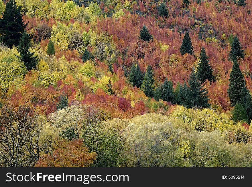 Colorful fall leaves and green pine trees in Arrowtown, southern New Zealand