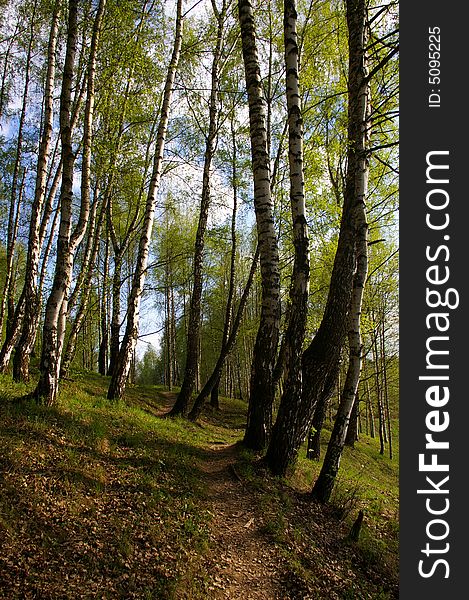 A Path in birch grove. Spring. A Path in birch grove. Spring.