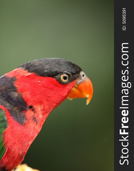 Black Capped Lory in Hong Kong, Asia