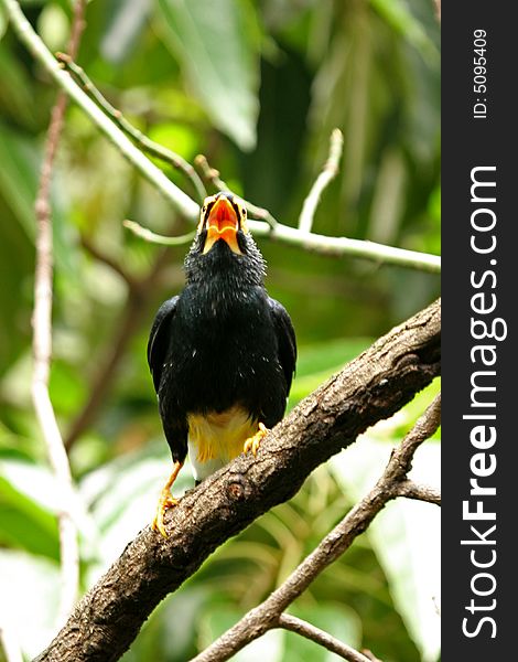 Yellow Faced Mynah