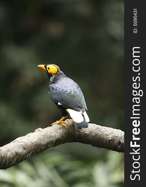 Yellow Faced Mynah in Hong Kong, Asia