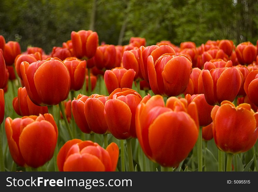 Field of red tulips with green leafs in between