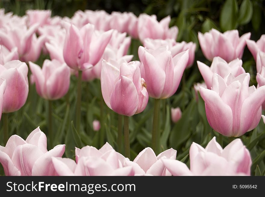Field of pink tulips with green leafs in between