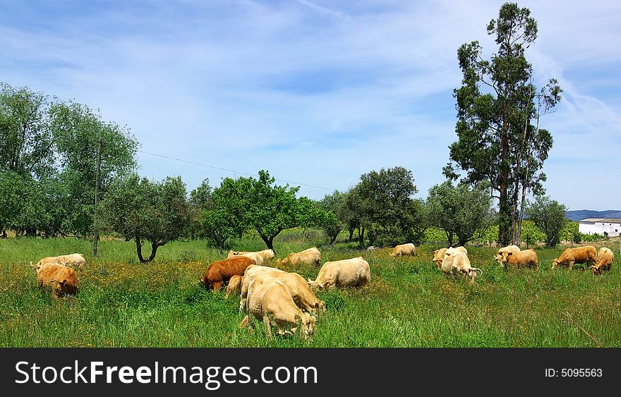 The Cows  In The Green Field.