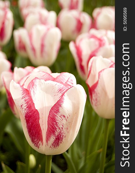 Red and white tulip with green leafs in between