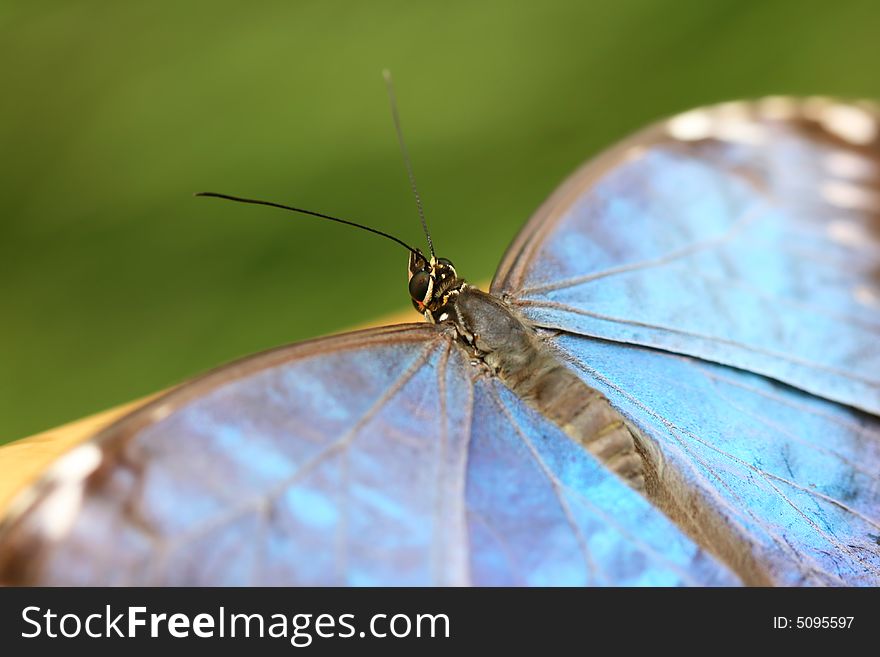 Detail of blue tropical butterfly. Detail of blue tropical butterfly