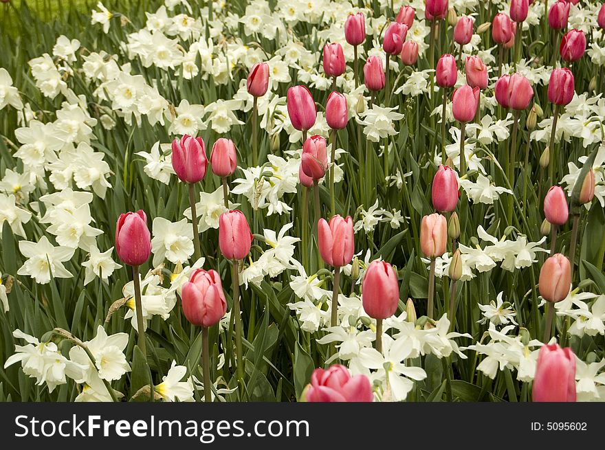 Field of red tulips and white narcisses with green leafs in between