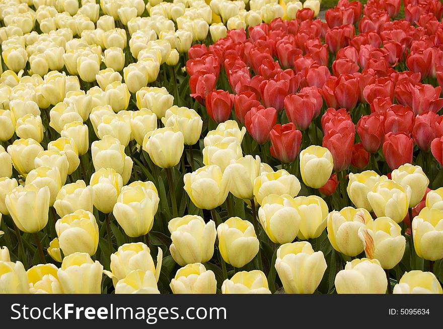 Background of white and red tulips with green leafs in between