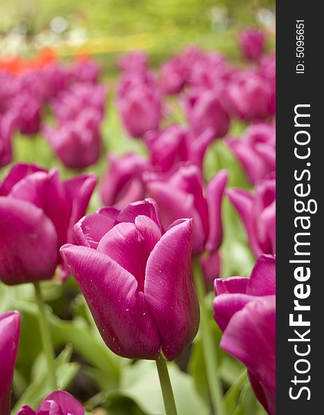 Field of pink tulips with green leafs in between