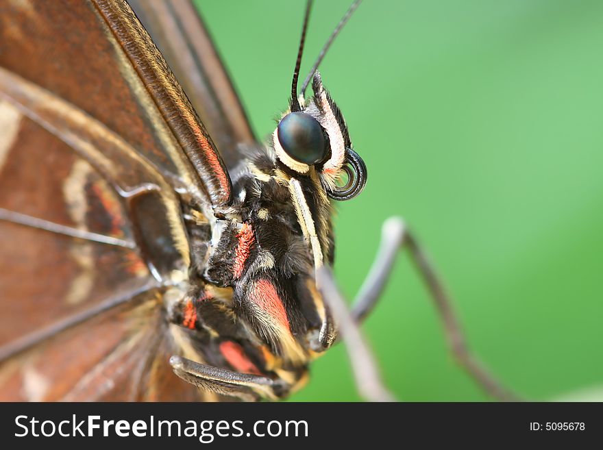 Portrait of fancy tropical butterfly. Portrait of fancy tropical butterfly