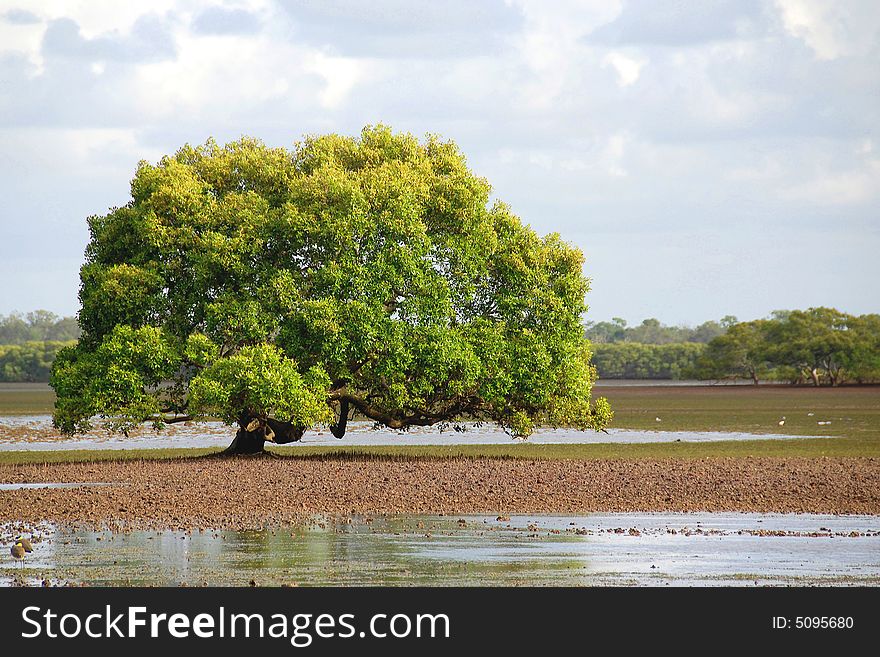 A mature grey mangrove trees on a mud flat at low tide. A mature grey mangrove trees on a mud flat at low tide