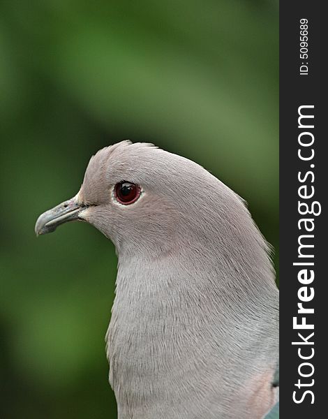 Portrait of a Pigeon from Hong Kong