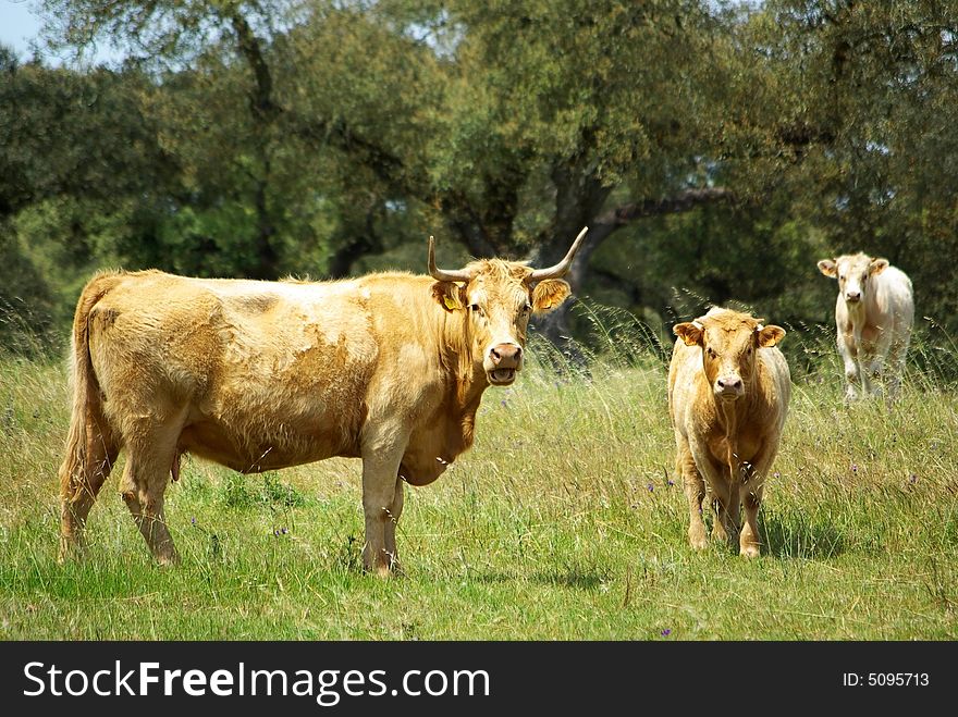 The cows graze in the green field.