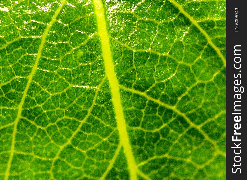 A macro shot of a leaf , this was taken using a canon 30d and a sigma 105mm macro lens