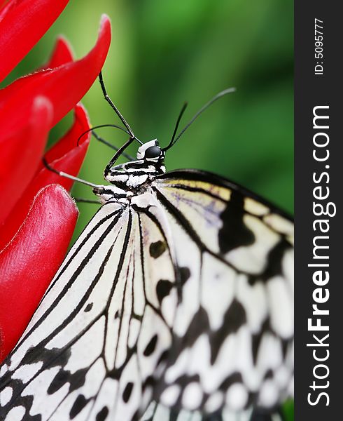 Black and white butterfly on the red prime. Black and white butterfly on the red prime