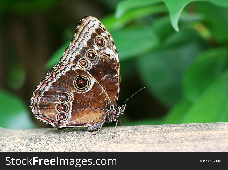 Big brown tropical butterfly sitting