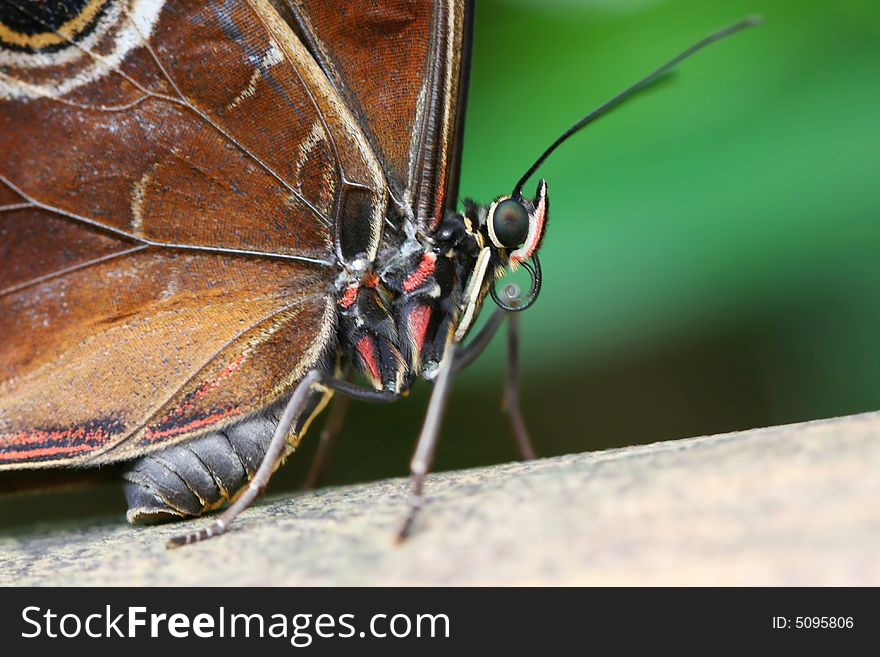 Detail of fat tropical butterfly sitting. Detail of fat tropical butterfly sitting