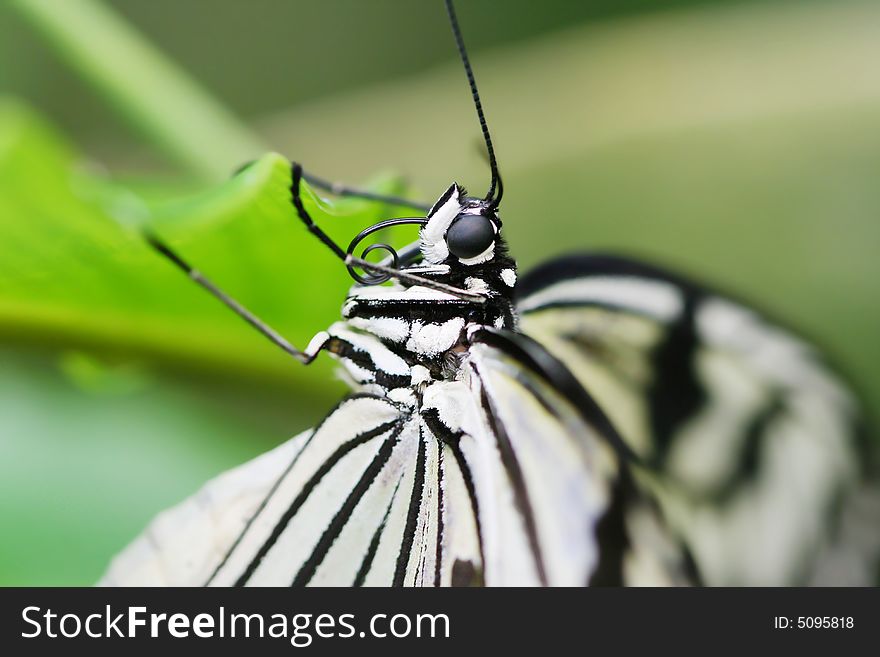 Black and white butterfly in tropic