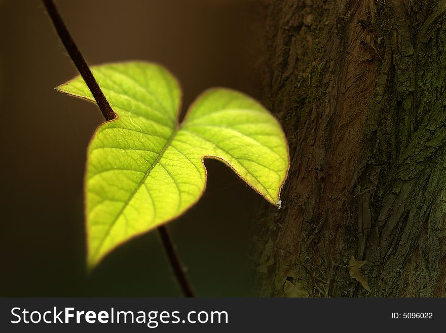 Bright green vine leaf against tree bark. Bright green vine leaf against tree bark