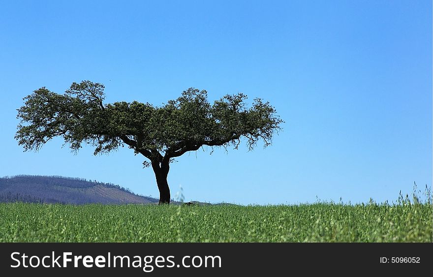 Solitary tree in green fields,