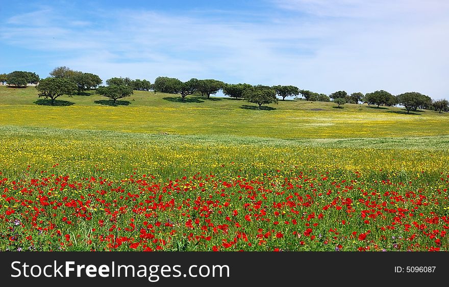 Poppies  in colored field.