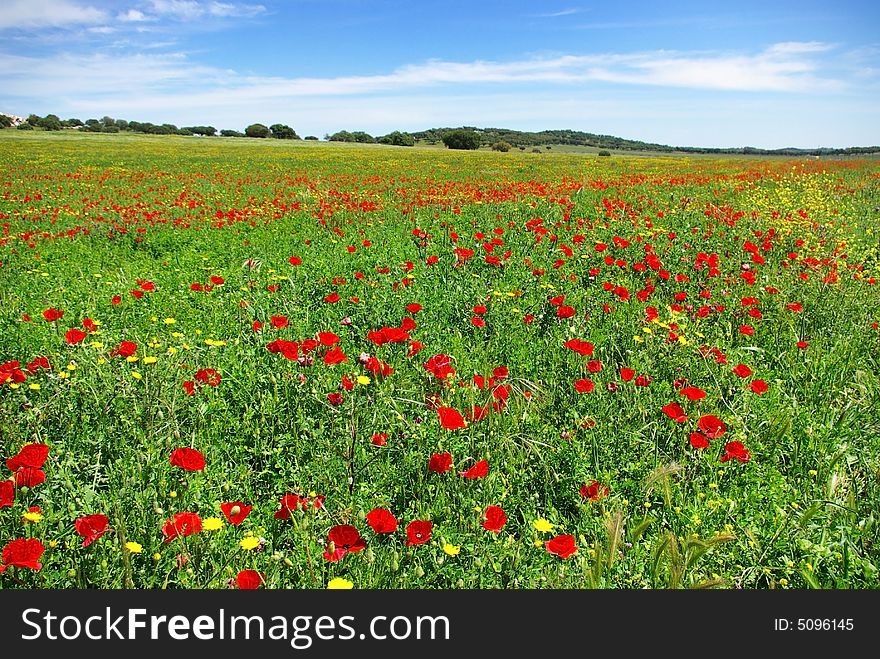 Poppies  in colored field.