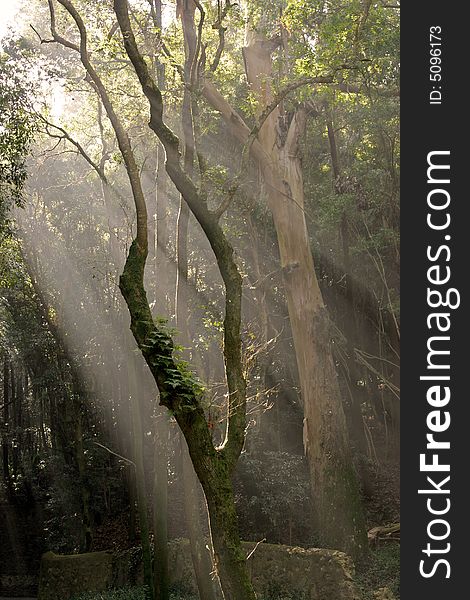 Rays of sunlight entering a misty forest in the morning with glow and green toning. Rays of sunlight entering a misty forest in the morning with glow and green toning