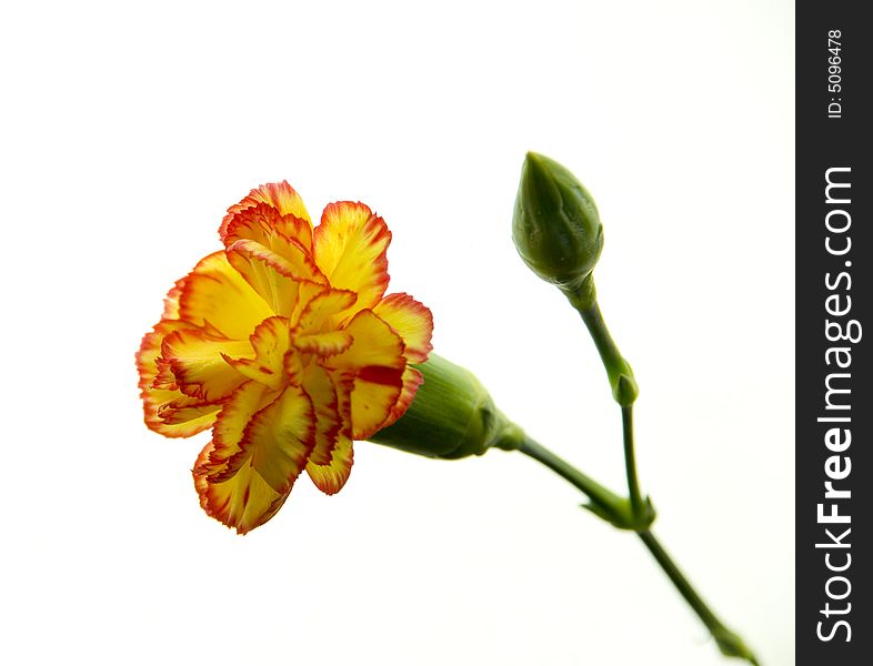 Yellow carnation on white background
