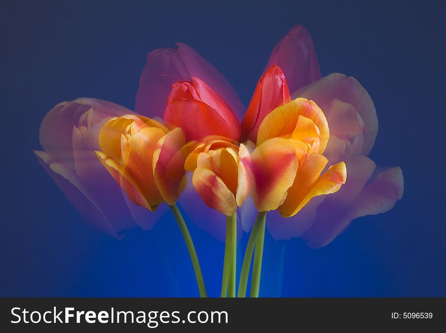 Bright red, orange and yellow tulips on a blue background