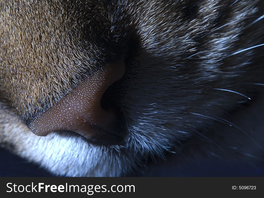 Detail-shot of a cat (nose). Detail-shot of a cat (nose)