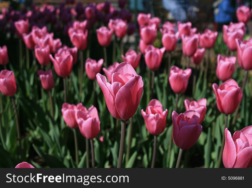 Purple Tulips in Pella, Iowa