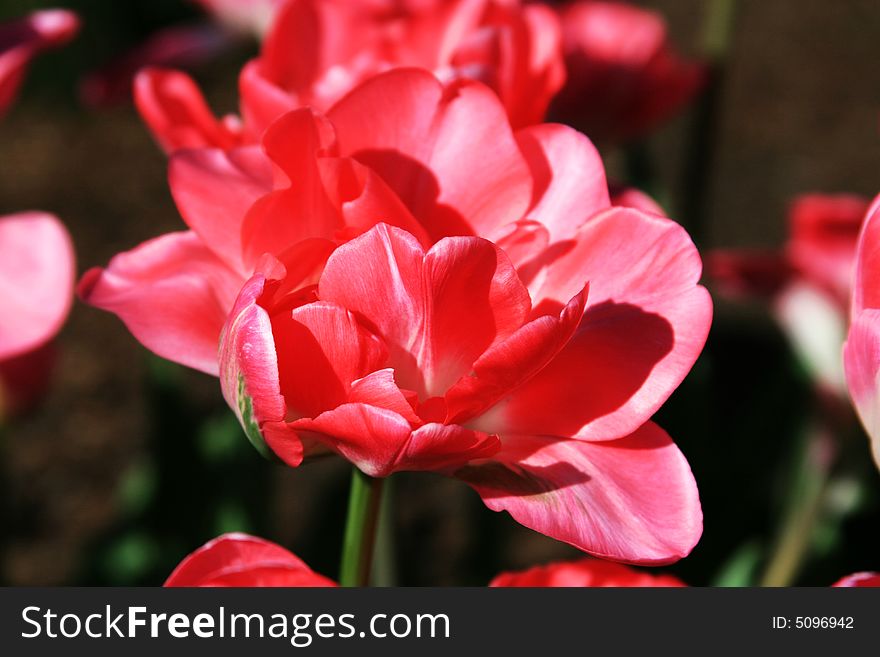 Pink Tulips in Pella, Iowa