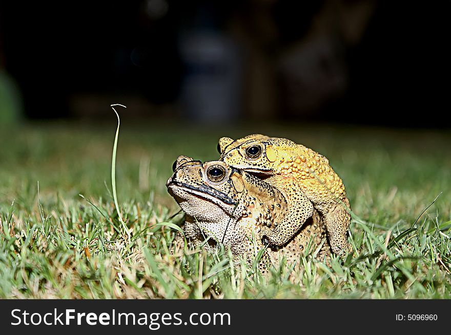 Frog making love in nature. Frog making love in nature